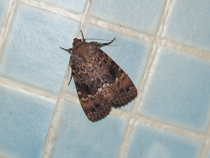 Amphipyra pyramidea Noctuidae